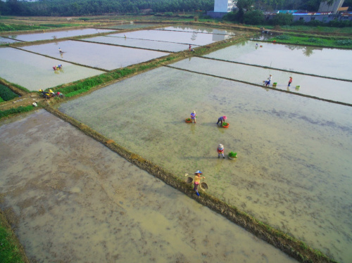 1月11日，海南瓊海市嘉積鎮的農民在稻田裏插秧。新華社發（蒙鐘德 攝）
