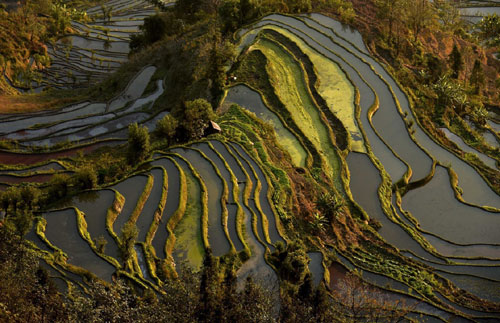這是雲南省紅河州元陽縣的哈尼梯田美景（1月11日攝）。