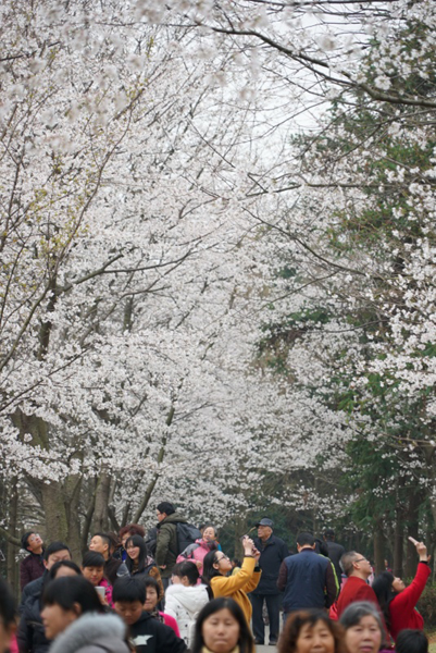 3月12日，遊客在觀賞櫻花。新華社記者 週密 攝