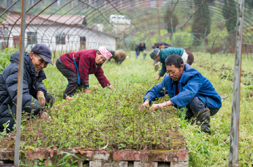 3月24日，在三峽庫區大型中山杉育苗基地內，工人們在對扦插育苗床進行除雜草作業。
