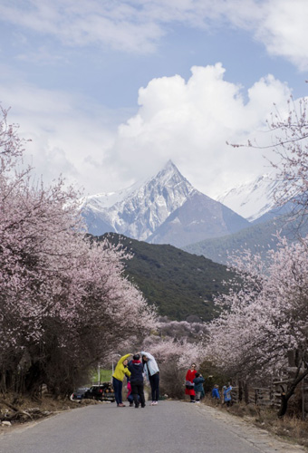 遊客在西藏波密縣境內的路上和桃花美景合影（4月1日攝）。
