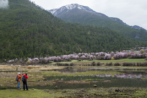 遊客在西藏波密縣境內拍攝美景（3月31日攝）。
