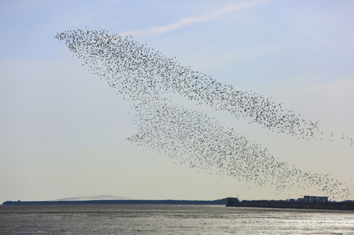 4月4日，成群候鳥匯集在遼寧丹東鴨綠江濕地上空。