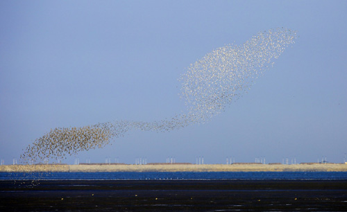 4月4日，成群候鳥匯集在遼寧丹東鴨綠江濕地上空。近日，遼寧丹東鴨綠江邊迎來大批遷徙水鳥，它們或在江邊灘塗覓食，或成群結隊起飛，場面蔚為壯觀。