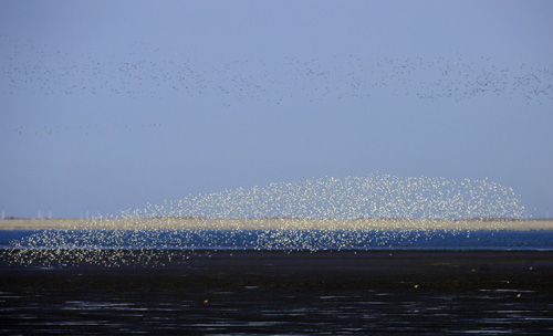 4月4日，成群候鳥匯集在遼寧丹東鴨綠江濕地上空。
