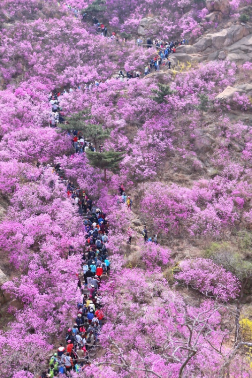 4月5日，遊客在山東青島大珠山上觀賞盛開的野生杜鵑花。新華社發（梁孝鵬 攝）