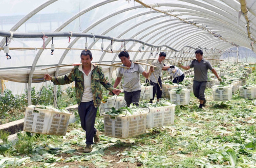4月5日，雲南尋甸七星鎮橋頭村的農民在大棚裏運送蔬菜。新華社記者 楊宗友 攝