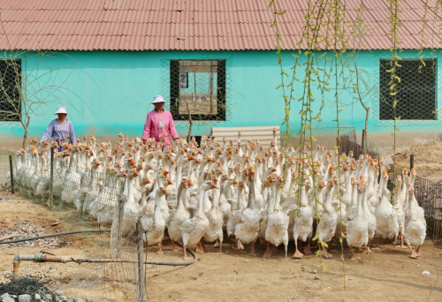 4月6日，遷安市正農鵝養殖公司的工人將一群種鵝趕出鵝舍。新華社記者 楊世堯 攝