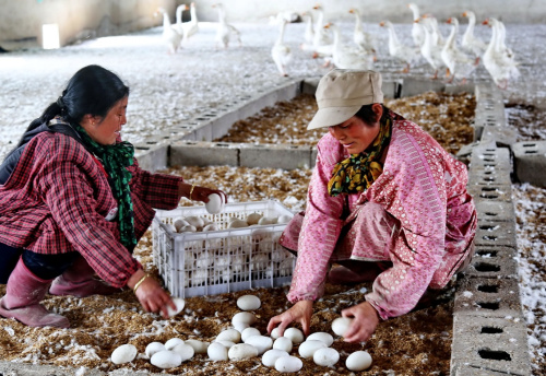 4月6日，遷安市正農鵝養殖公司的工人在鵝舍內撿鵝蛋。河北省遷安市正農鵝養殖專業合作社成立於2007年9月，是由五個農戶發起建立的鵝養殖公司，採用“公司+農戶”的專業合作經營模式。目前該公司年可孵化雛鵝600萬羽，可出欄商品鵝40萬羽，銷售收入達4000萬元，還帶動周邊110個農戶走上養鵝致富路。新華社記者 楊世堯 攝