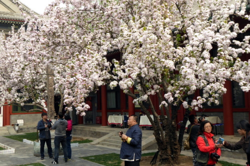 4月6日，人們在宋慶齡故居觀賞盛開的海棠花。新華社記者 李明放 攝