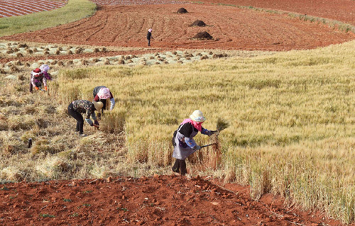 4月6日，尋甸縣仁德街道麥衝村農民在地裏收麥子。