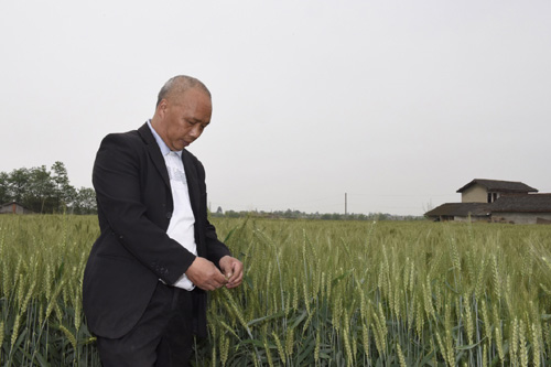 4月13日，和興鎮國防村的種糧大戶陳敦許在查看即將收穫的小麥生長情況。