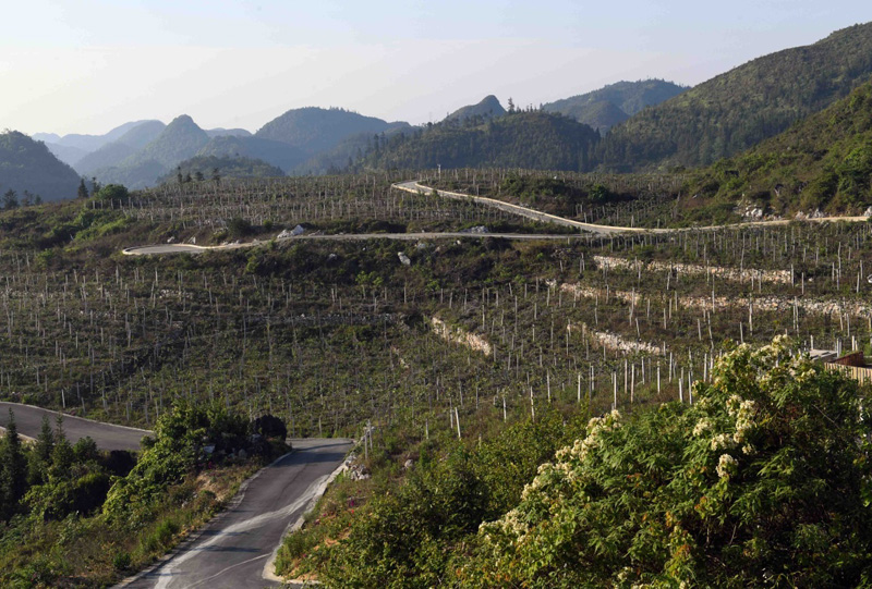 云南西畴:石漠化山地披绿装