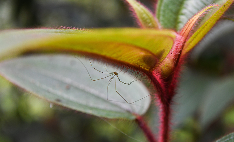 在海南吊罗山国家级自然保护区,一只蜘蛛在叶子上休息(4月1日摄.