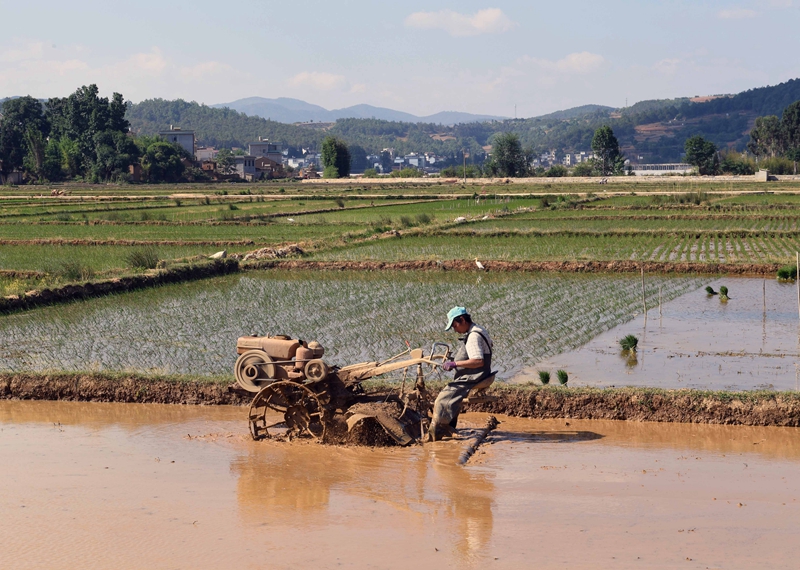 云南寻甸:传统农耕水稻种植忙