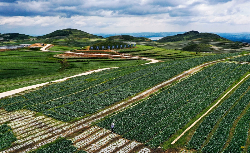 农民在贵州省威宁彝族回族苗族自治县双龙镇的蔬菜基地种植蔬菜(6月17